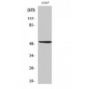 POU2F2 / OCT2 Antibody - Western blot of Oct-2 antibody