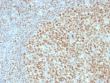 POU2F2 / OCT2 Antibody - IHC testing of FFPE human tonsil with OCT-2 antibody (clone OCT2/2136). HIER: boil tissue sections in pH6, 10mM citrate buffer, for 10-20 min followed by cooling at RT for 20 min.
