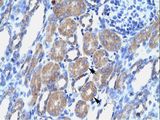 POU3F1 / OCT6 Antibody - POU3F1 antibody ARP33061_T100-NP_002690-POU3F1 (POU domain, class 3, transcription factor 1) Antibody was used in IHC to stain formalin-fixed, paraffin-embedded human kidney.  This image was taken for the unconjugated form of this product. Other forms have not been tested.