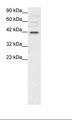 POU3F4 Antibody - HepG2 Cell Lysate.  This image was taken for the unconjugated form of this product. Other forms have not been tested.