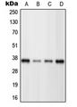 POU4F3 / BRN3C Antibody - Western blot analysis of BRN3C expression in HeLa (A); Jurkat (B); Raw264.7 (C); H9C2 (D) whole cell lysates.