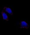 POU5F1 / OCT4 Antibody - Immunofluorescence of OCT3(OCT4) antibody in HeLa cells. 0.025 mg/ml primary antibody was followed by Alexa-Fluor-546-conjugated donkey anti-rabbit lgG (H+L). Alexa-Fluor-546 emits orange fluorescence. Blue counterstaining is DAPI.