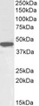 POU5F1 / OCT4 Antibody - Goat Anti-OCT4 / POU5F1 (mouse) Antibody (1µg/ml) staining of HepG2 cell lysate (35µg protein in RIPA buffer). Primary incubation was 1 hour. Detected by chemiluminescencence