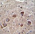 PPAPDC1A / DPPL2 Antibody - PPAPDC1A Antibody immunohistochemistry of formalin-fixed and paraffin-embedded human brain tissue followed by peroxidase-conjugated secondary antibody and DAB staining.