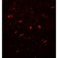 PPAPDC1A / DPPL2 Antibody - Immunofluorescence of PPAPDC1A in human brain tissue with PPAPDC1A antibody at 20 µg/mL.