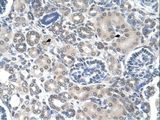 PPAT Antibody - PPAT antibody PPAT(phosphoribosyl pyrophosphate amidotransferase) Antibody was used in IHC to stain formalin-fixed, paraffin-embedded human kidney.  This image was taken for the unconjugated form of this product. Other forms have not been tested.