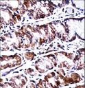 PPEF2 Antibody - PPEF2 Antibody immunohistochemistry of formalin-fixed and paraffin-embedded human stomach tissue followed by peroxidase-conjugated secondary antibody and DAB staining.