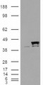 PPID / Cyclophilin D Antibody - HEK293 overexpressing CyP-40 (RC206039) and probed with (mock transfection in first lane).