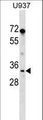 PPIE / Cyclophilin E Antibody - PPIE Antibody western blot of U937 cell line lysates (35 ug/lane). The PPIE antibody detected the PPIE protein (arrow).