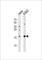 PPIL1 Antibody - Western blot of lysates from HeLa, K562 cell line (from left to right), using PPIL1 Antibody. Antibody was diluted at 1:1000 at each lane. A goat anti-rabbit IgG H&L (HRP) at 1:5000 dilution was used as the secondary antibody. Lysates at 35ug per lane.