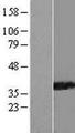 PPIL6 Protein - Western validation with an anti-DDK antibody * L: Control HEK293 lysate R: Over-expression lysate