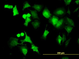PPM1B Antibody - Immunofluorescence of monoclonal antibody to PPM1B on HeLa cell. [antibody concentration 10 ug/ml]