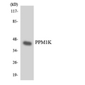 PPM1K Antibody - Western blot analysis of the lysates from HeLa cells using PPM1K antibody.