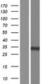PPM1M Protein - Western validation with an anti-DDK antibody * L: Control HEK293 lysate R: Over-expression lysate