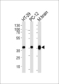 PPP1CB Antibody - Western blot of lysates from HT-29, PC-12 cell line and mouse brain tissue lysate (from left to right), using PPP1CB Antibody. Antibody was diluted at 1:1000 at each lane. A goat anti-rabbit IgG H&L (HRP) at 1:5000 dilution was used as the secondary antibody. Lysate at 35ug per lane.