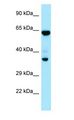 PPP1CC / PP1 Gamma Antibody - PPP1CC / PP1 Gamma antibody Western Blot of HeLa.  This image was taken for the unconjugated form of this product. Other forms have not been tested.