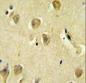 PPP1R14C / KEPI Antibody - PP1R14C Antibody immunohistochemistry of formalin-fixed and paraffin-embedded human brain tissue followed by peroxidase-conjugated secondary antibody and DAB staining.