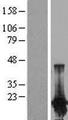 PPP1R14D / CPI17-Like Protein - Western validation with an anti-DDK antibody * L: Control HEK293 lysate R: Over-expression lysate