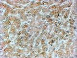 PPP1R15A / GADD34 Antibody - PPP1R15A / GADD34 antibody (2µg/ml) staining of paraffin embedded Human Liver. Steamed antigen retrieval with citrate buffer pH 6, HRP-staining.