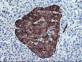 PPP1R15A / GADD34 Antibody - IHC of paraffin-embedded Human pancreas tissue using anti-PPP1R15A mouse monoclonal antibody.
