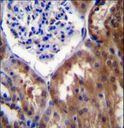 PPP1R15B Antibody - PR15B Antibody immunohistochemistry of formalin-fixed and paraffin-embedded human kidney tissue followed by peroxidase-conjugated secondary antibody and DAB staining.