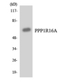 PPP1R16A Antibody - Western blot analysis of the lysates from HeLa cells using PPP1R16A antibody.