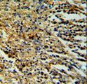 PPP1R18 Antibody - PHTNS Antibody IHC of formalin-fixed and paraffin-embedded human spleen tissue followed by peroxidase-conjugated secondary antibody and DAB staining.