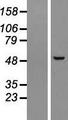 PPP1R36 / C14orf50 Protein - Western validation with an anti-DDK antibody * L: Control HEK293 lysate R: Over-expression lysate