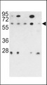 PPP2R3B Antibody - Western blot of PR48 antibody in 293, NCI-H460, HeLa, K562 and HL60 cell line lysates (35 ug/lane). PR48 (arrow) was detected using the purified antibody.
