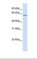 PPP2R3B Antibody - 293T cell lysate. Antibody concentration: 1.0 ug/ml. Gel concentration: 12%.  This image was taken for the unconjugated form of this product. Other forms have not been tested.