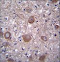 PPP3CC / CALNA3 Antibody - PPP3CC Antibody immunohistochemistry of formalin-fixed and paraffin-embedded human brain tissue followed by peroxidase-conjugated secondary antibody and DAB staining.