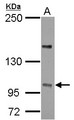 PPP4R4 Antibody - Sample (30 ug of whole cell lysate) A: U87-MG 5% SDS PAGE PPP4R4 antibody diluted at 1:1000