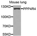 PPP4R4 Antibody - Western blot analysis of extracts of mouse lung cells.