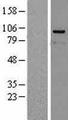 PPP4R4 Protein - Western validation with an anti-DDK antibody * L: Control HEK293 lysate R: Over-expression lysate