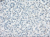 PPP5C Antibody - IHC of paraffin-embedded pancreas tissue using anti-PPP5C mouse monoclonal antibody. (Dilution 1:50).