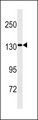 PPP6R2 / SAPS2 Antibody - SAPS2 Antibody western blot of HepG2 cell line lysates (35 ug/lane). The SAPS2 antibody detected the SAPS2 protein (arrow).