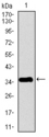 PPY / Pancreatic Polypeptide Antibody - Western blot using PPY monoclonal antibody against human PPY recombinant protein. (Expected MW is 35.9 kDa)