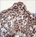 PQLC2 Antibody - PQLC2 Antibody immunohistochemistry of formalin-fixed and paraffin-embedded human testis tissue followed by peroxidase-conjugated secondary antibody and DAB staining.