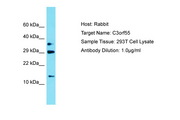 PQLC2L Antibody -  This image was taken for the unconjugated form of this product. Other forms have not been tested.