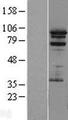 PRAM1 Protein - Western validation with an anti-DDK antibody * L: Control HEK293 lysate R: Over-expression lysate