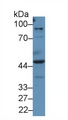 PRAME Antibody - Western Blot; Sample: Human A549 cell lysate; Primary Ab: 2µg/ml Rabbit Anti-Human PRAME Antibody Second Ab: 0.2µg/mL HRP-Linked Caprine Anti-Rabbit IgG Polyclonal Antibody
