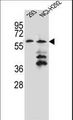PRAMEF12 Antibody - PRAMEF12 Antibody western blot of 293,NCI-H292 cell line lysates (35 ug/lane). The PRAMEF12 antibody detected the PRAMEF12 protein (arrow).