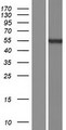 PRAMEF17 Protein - Western validation with an anti-DDK antibody * L: Control HEK293 lysate R: Over-expression lysate