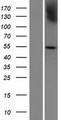 PRAMEF7 Protein - Western validation with an anti-DDK antibody * L: Control HEK293 lysate R: Over-expression lysate