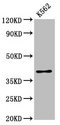 PRB1 Antibody - Western Blot Positive WB detected in: K562 whole cell lysate All Lanes: PRB1 antibody at 3.16µg/ml Secondary Goat polyclonal to rabbit IgG at 1/50000 dilution Predicted band size: 39 KDa Observed band size: 39 KDa