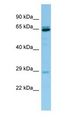 PRB3 Antibody - PRB3 antibody Western Blot of HeLa.  This image was taken for the unconjugated form of this product. Other forms have not been tested.