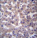 PRCP Antibody - PRCP Antibody immunohistochemistry of formalin-fixed and paraffin-embedded human liver tissue followed by peroxidase-conjugated secondary antibody and DAB staining.