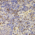 PRDM5 Antibody - Immunohistochemistry of paraffin-embedded mouse spleen tissue.