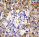 PRDX4 / Peroxiredoxin 4 Antibody - PRDX4 Antibody immunohistochemistry of formalin-fixed and paraffin-embedded human pancreas tissue followed by peroxidase-conjugated secondary antibody and DAB staining.