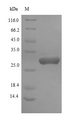 PHOA Protein - (Tris-Glycine gel) Discontinuous SDS-PAGE (reduced) with 5% enrichment gel and 15% separation gel.
